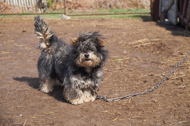 chien hirsute gardant la maison