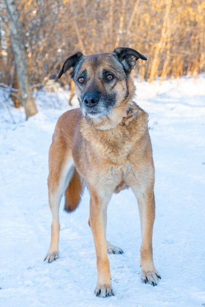 Chien en hiver dans la neige. Un animal de compagnie.