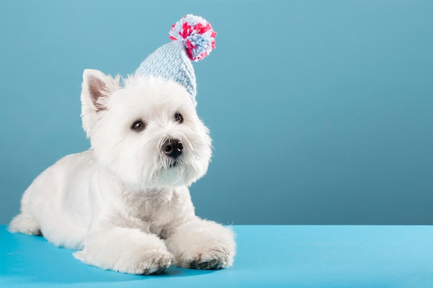 Chien d'hiver avec écharpe et bonnet