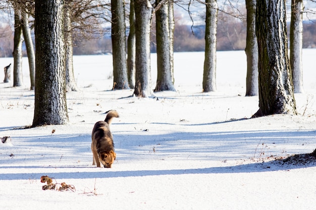 Chien en hiver en forêt parmi les arbres couverts de neige