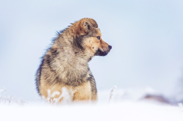 Chien en hiver sur la neige sur fond de ciel bleu_