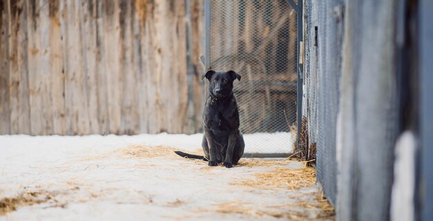 chien en hiver sur une pelouse enneigée