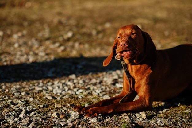 Chien Hongrois Vizsla manger des os en plein air