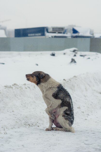 Le chien hurle du froid et du désespoir.