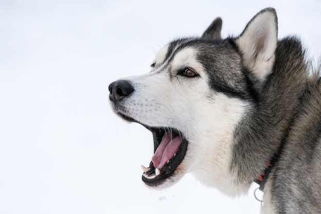 Chien Husky aboyant en hiver