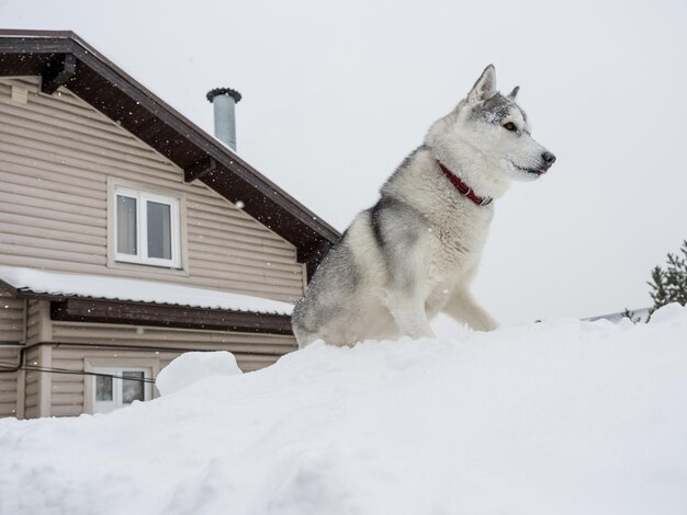 Un chien husky au sommet d'un tas de neige devant la maison après une forte chute de neige