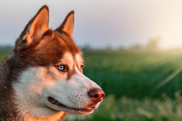 Photo un chien husky aux yeux bleus se tient dans un champ sous le ciel