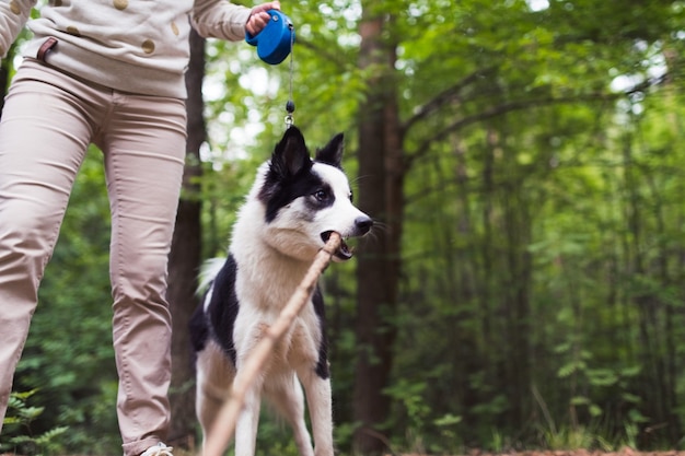 chien husky avec bâton en forêt