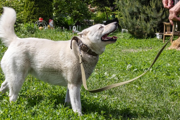 Un chien husky blanc aux yeux bleus se dresse sur l'herbe