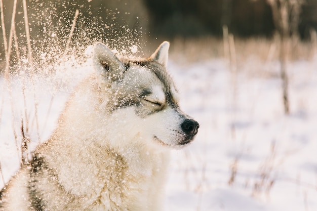 Chien Husky sur un champ neigeux dans la forêt de l&#39;hiver. Chien de race