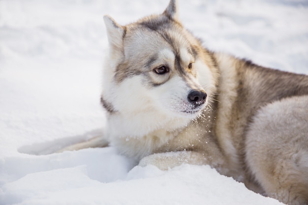 Chien Husky sur un champ neigeux dans la forêt de l&#39;hiver. Pedigree chien couché sur la neige