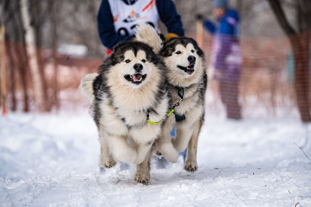 Un chien husky courir dans la neige