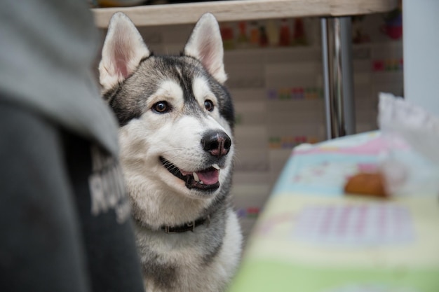 Un chien husky dans la cuisine de l'appartement