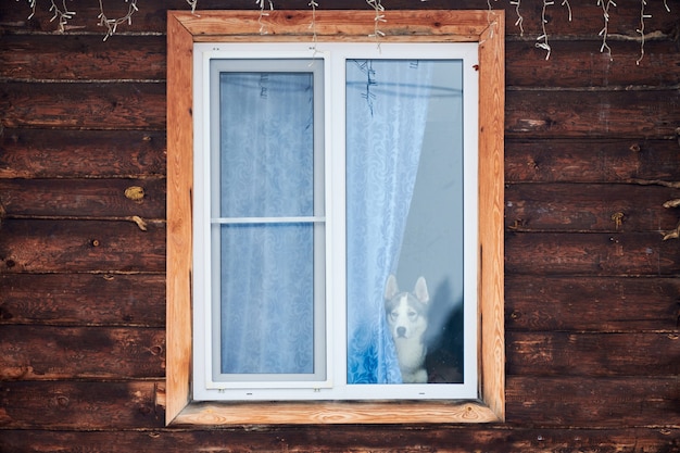 Chien Husky Dans La Fenêtre De La Maison