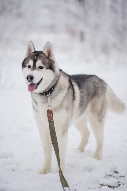 Un chien husky dans la neige en hiver