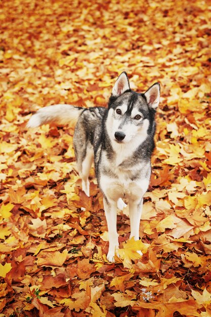 Chien Husky dans le parc en automne, chien pour le calendrier