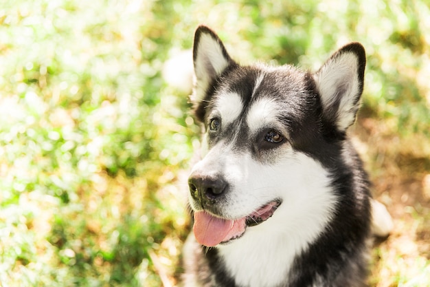 Chien husky enjoué sur l&#39;herbe dans le parc