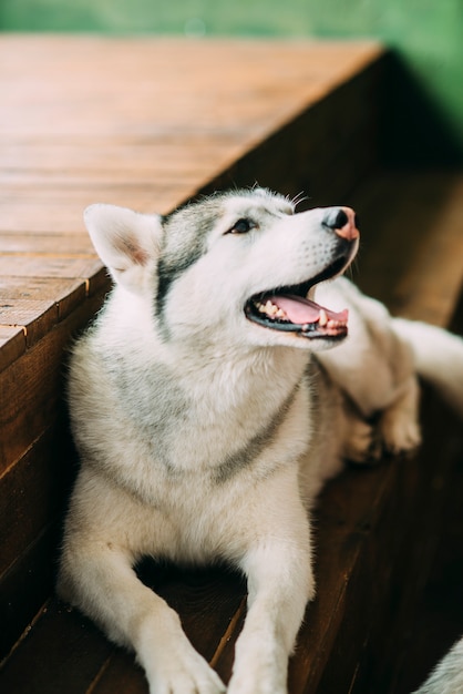 Chien Husky est allongé sur les scènes