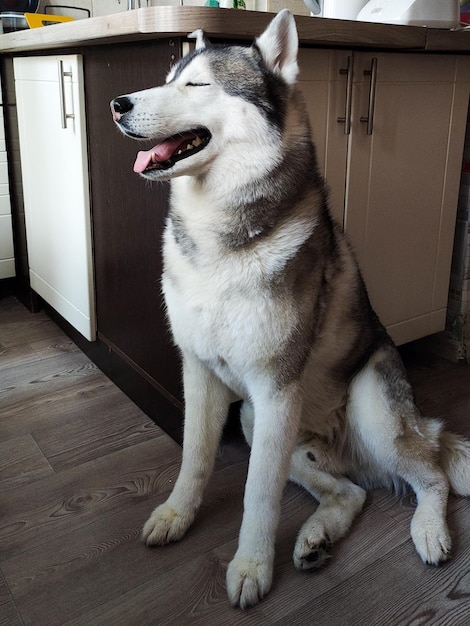 Chien Husky est assis dans la cuisine