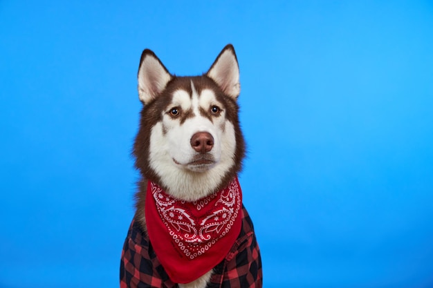 Chien Husky sur fond bleu