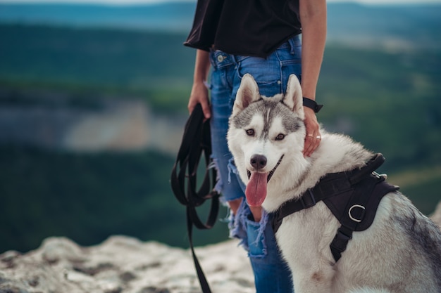 Chien husky gris et blanc dans les montagnes au coucher du soleil