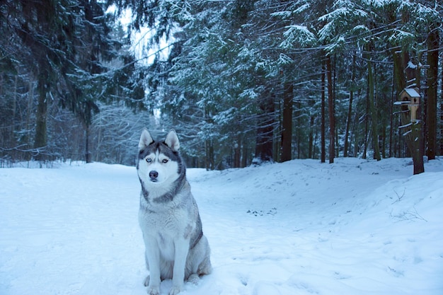 Un chien husky gris est assis sur un chemin dans un parc en hiver.