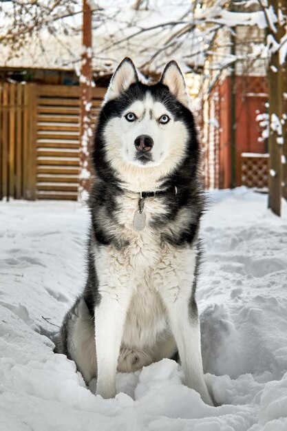 Chien Husky en hiver forêt ensoleillée enneigée Paysage enneigé d'hiver Amusement en plein air avec animal de compagnie