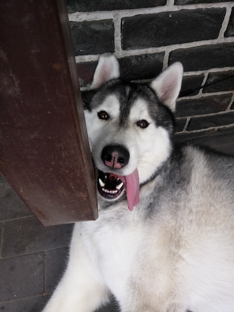 Un chien Husky avec la langue tendue sur