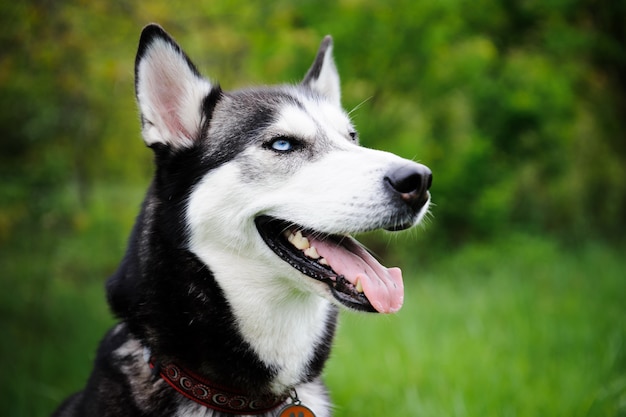 Un chien husky marchant dans un parc.