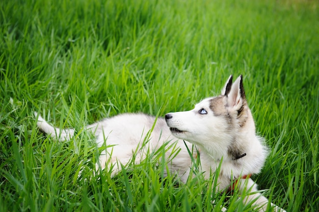 Un chien husky marchant dans un parc