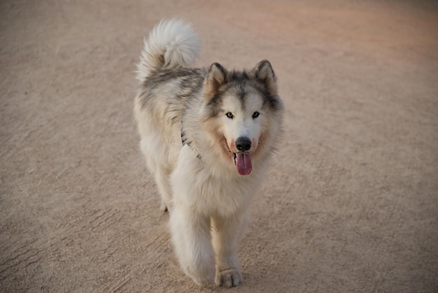 Photo chien husky massif faisant une belle promenade dans le parc se cachant du soleil