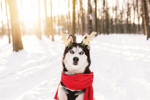 Chien husky de Noël en écharpe rouge cornes de cerf tenue de père Noël dans la forêt enneigée