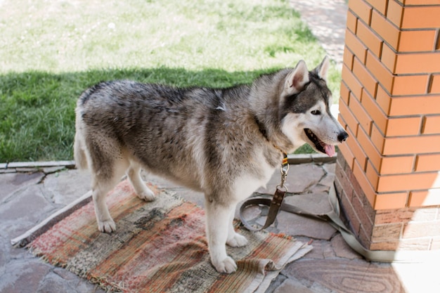 Chien Husky près de la maison grise