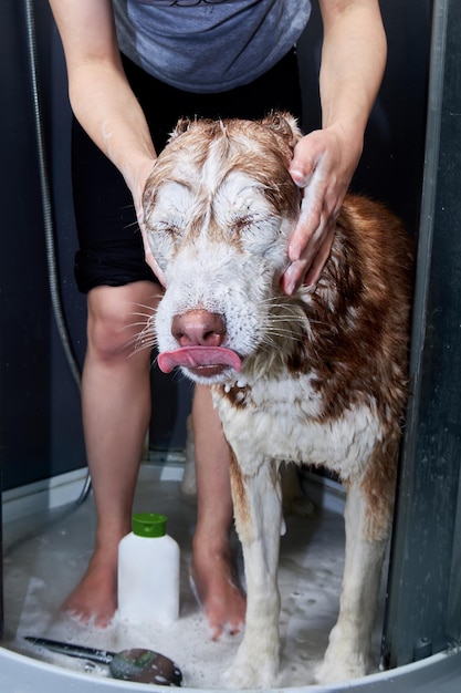 Le chien husky rouge a fermé les yeux et s'est léché le nez Le chien est lavé avec une douche dans le bain