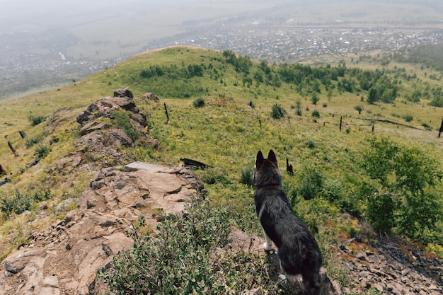 Photo le chien husky se tient au bord d'une colline et regarde au loin