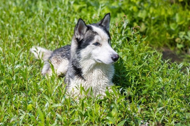 Le chien Husky se trouve dans l'herbe verte. L'été.