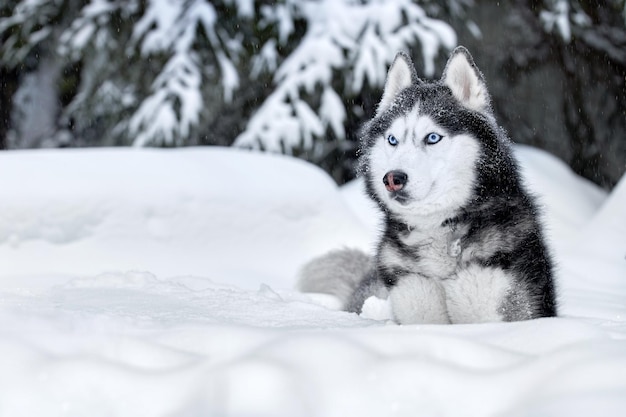 Chien Husky de Sibérie dans le paysage d'hiver