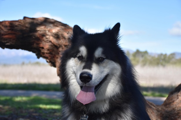 Chien Husky Sibérien au visage très doux par une belle journée