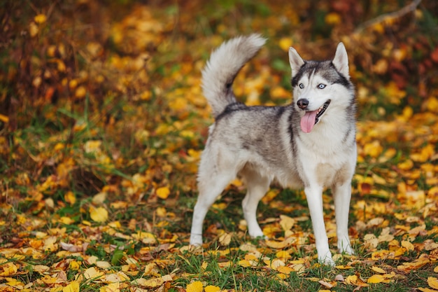 Chien husky sibérien aux yeux bleus se dresse dans la forêt d'automne