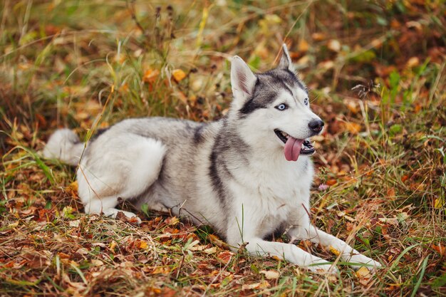 Chien husky sibérien aux yeux bleus se trouvant dans la forêt d'automne