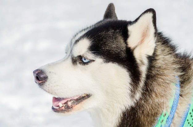 Chien Husky Sibérien Bouchent Portrait Visage Extérieur. Formation De Course De Chiens De Traîneau Par Temps De Neige Froide. Chien De Race Solide, Mignon Et Rapide Pour Le Travail D'équipe Avec Un Traîneau.