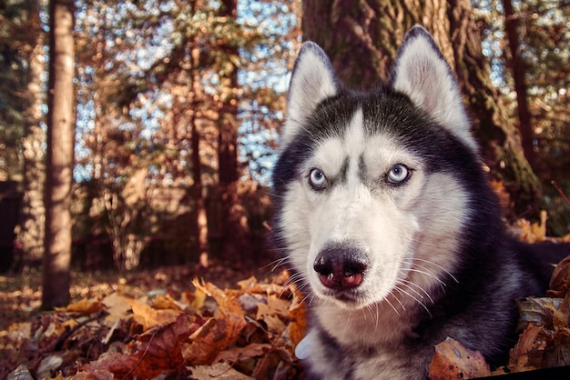 Chien Husky Sibérien Couché Dans Les Feuilles Jaunes Et Rouges Chien Husky Sur Fond De Nature Journée Ensoleillée