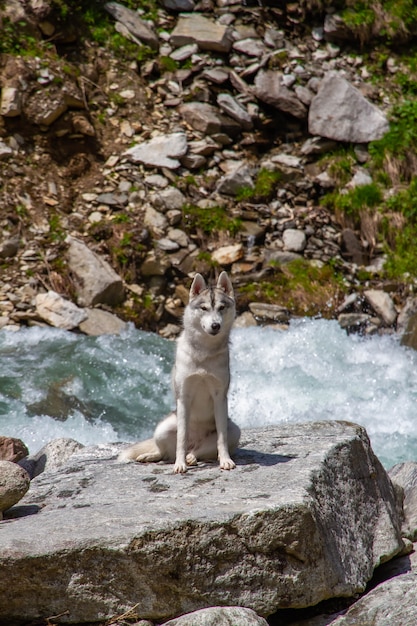 Chien husky sibérien debout sur une rive du fleuve