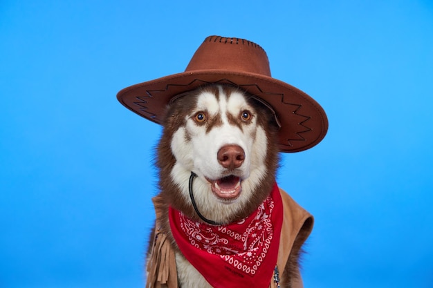 Chien husky sibérien drôle dans un chapeau de cow-boy sur fond bleu