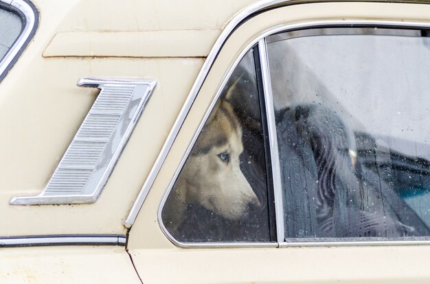 Chien Husky Sibérien enfermé dans une voiture et regardant par la fenêtre.