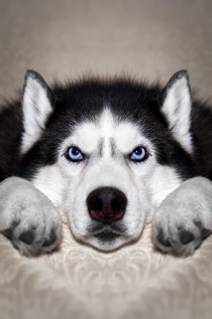 Le chien husky sibérien est allongé sur le lit. Le chien Husky met sa tête entre ses pattes et regarde la caméra. Portrait d'un chien aux yeux bleus, vue de face. Fermer.