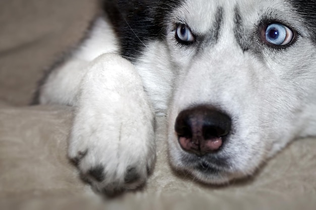 Le chien husky sibérien est allongé sur le lit. Fermer.