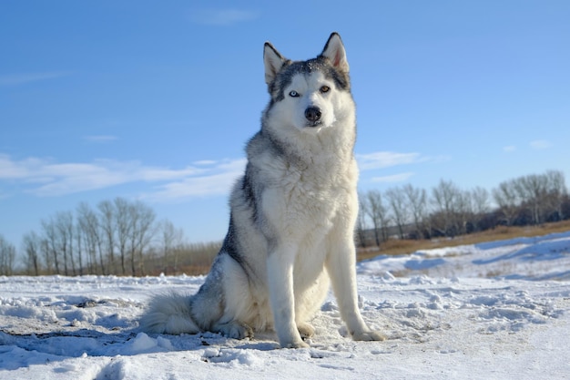 Le chien Husky sibérien est assis sur une colline dans la neige contre le ciel bleu.