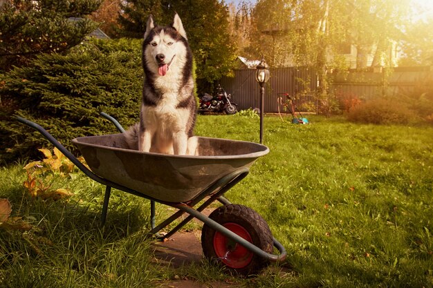 Le chien husky sibérien est assis dans un chariot de jardin dans le jardin et sourit avec sa langue qui sort.