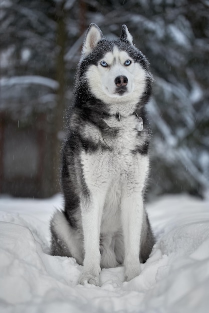 Chien husky sibérien loup mignon dans la forêt d'hiver dans la neige